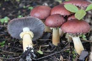 Wine Cap Mushrooms: The Beginner’s Guide to Growing a Garden Favorite