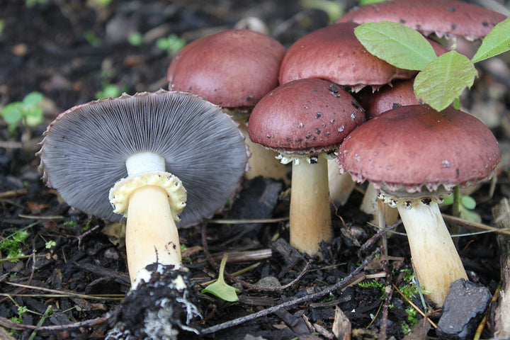 Wine Cap Mushrooms: The Beginner’s Guide to Growing a Garden Favorite