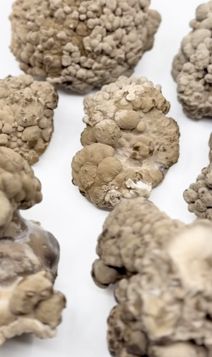 Meet the Moon Steak: A Wild Maitake Experience