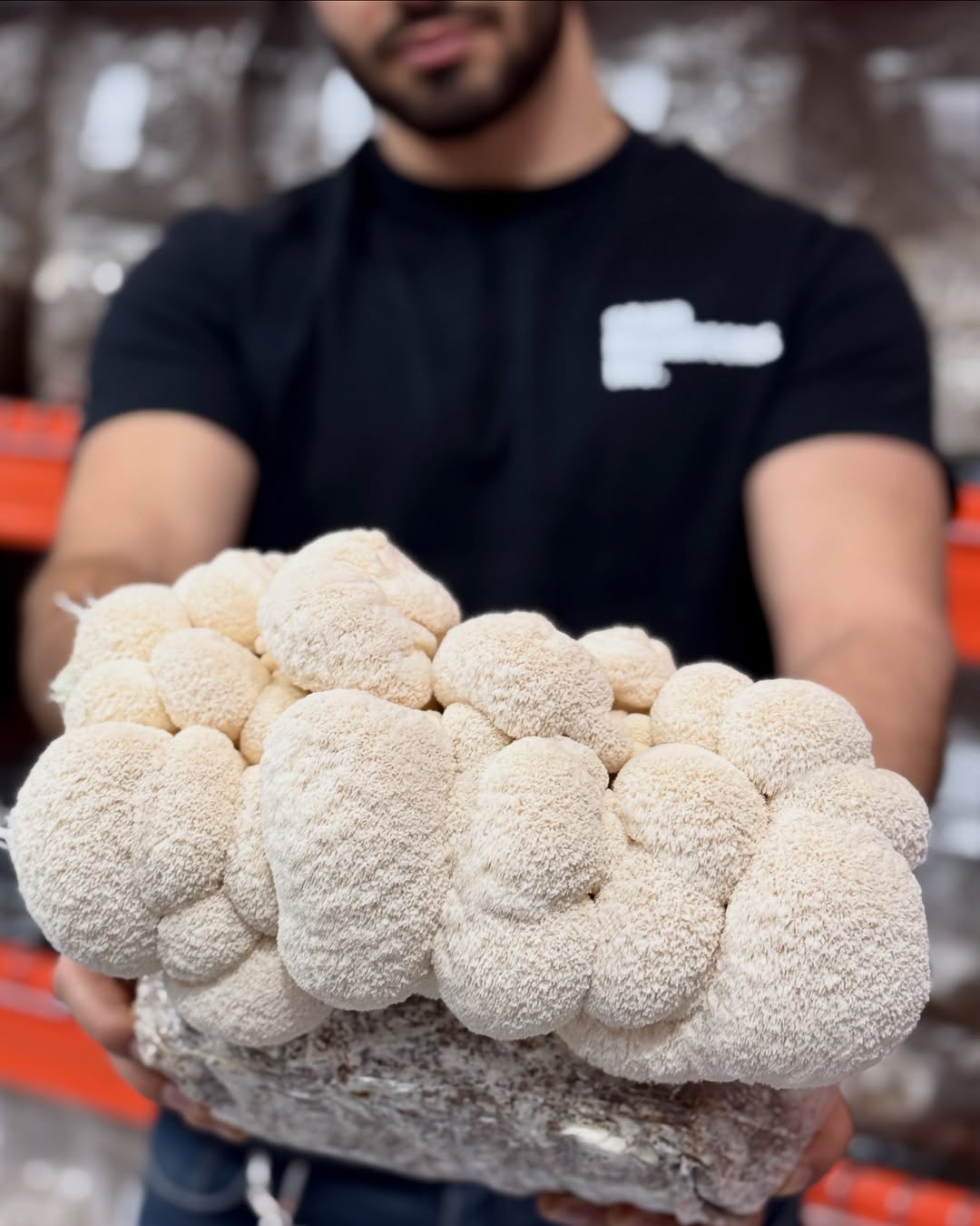 The Mushroom That Changed My Life: Lion’s Mane