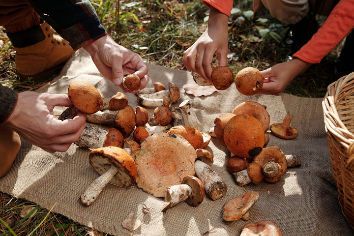Foraging Etiquette: How to Harvest Mushrooms Responsibly