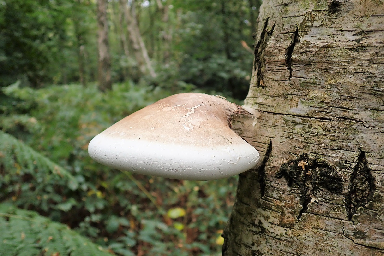 Birch Polypore Mushroom