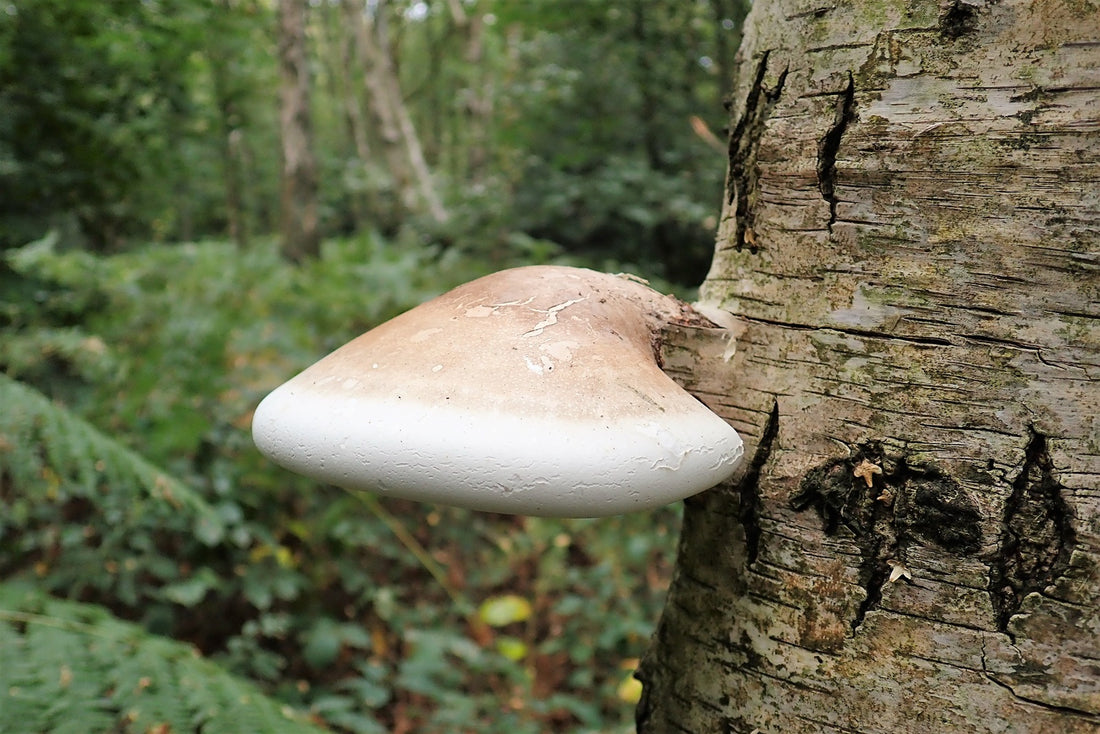 Birch Polypore Mushroom