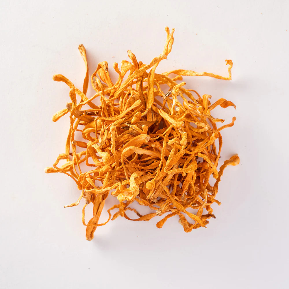 Cordyceps