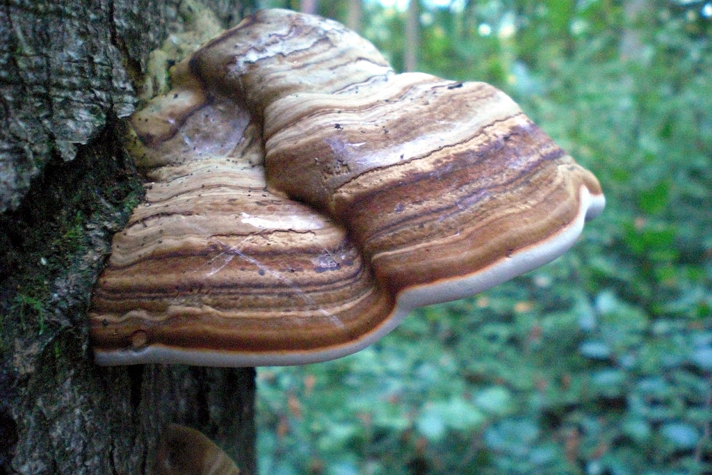 Hoof Conk Mushroom