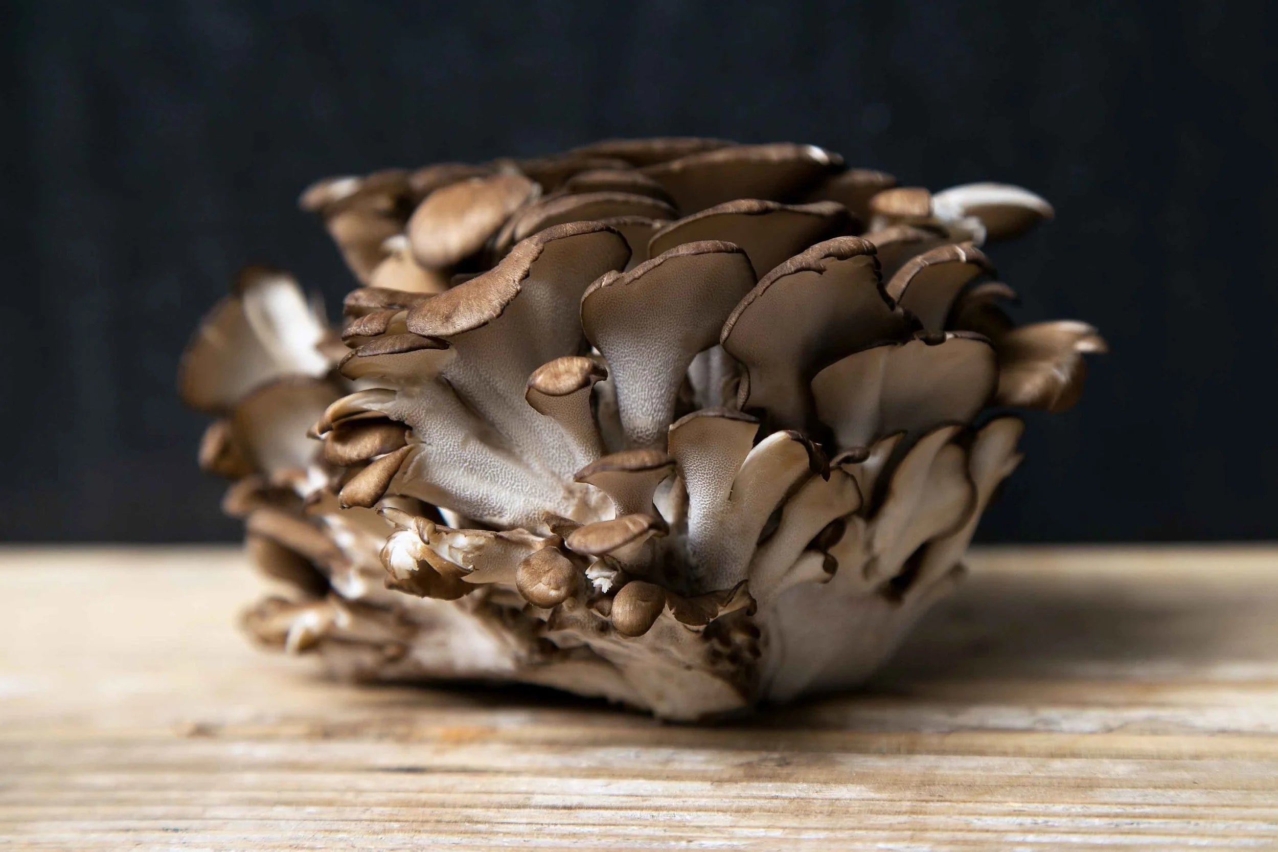Maitake Mushroom