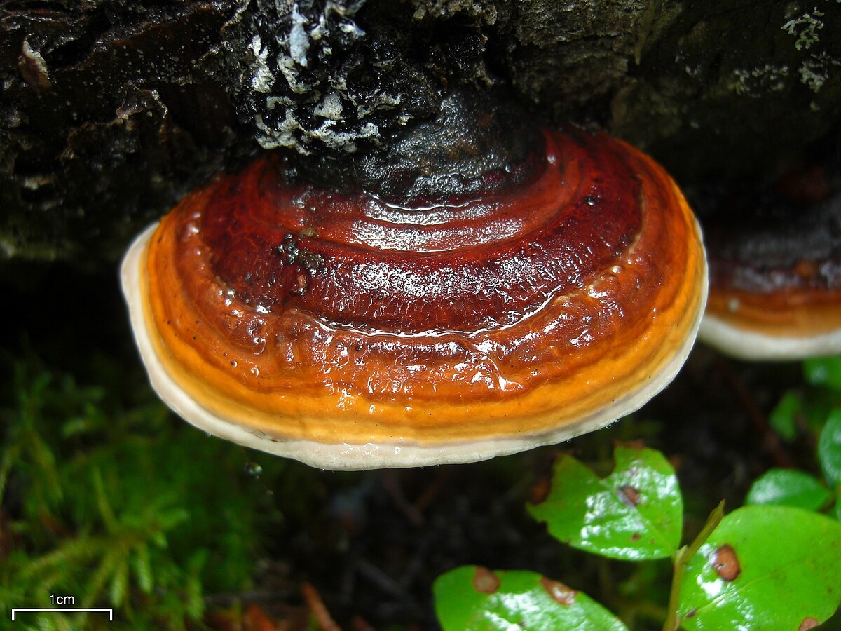 Red Belted Polypore Mushroom