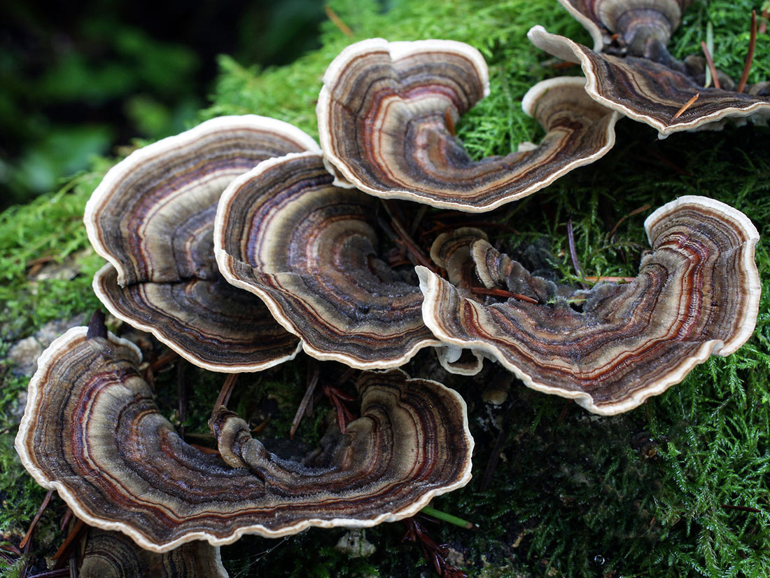 Turkey Tail Mushroom