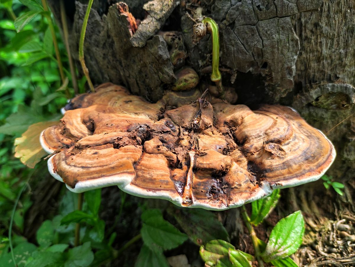 Artist Conk Mushroom