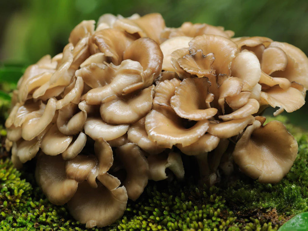 Maitake Mushroom