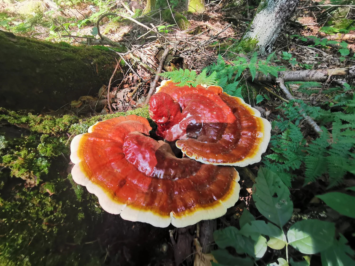 Reishi Mushroom