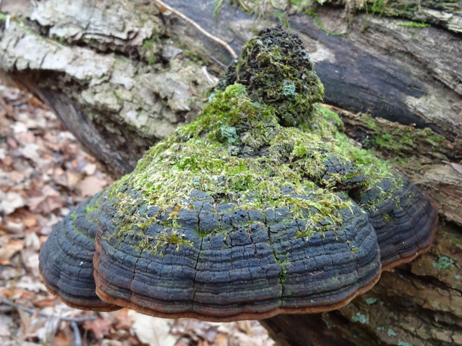 Willow Bracket Mushroom